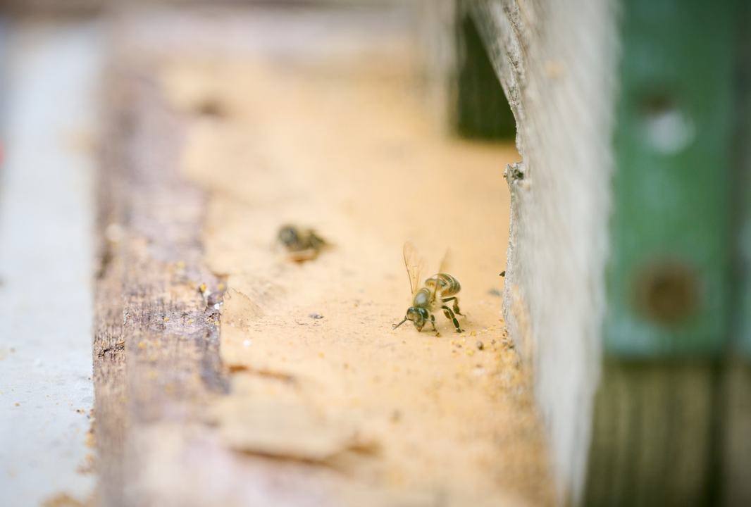 日本蜜蜂のハチミツ石けん 発送開始のお知らせ